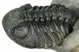 Scabriscutellum Trilobite With Morocops - Multi-Toned Shell #300563-7